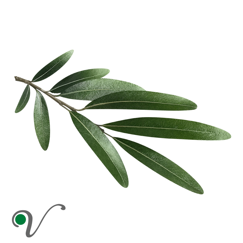 עלי זית-olive leaves